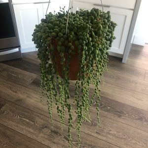 Large string of tear drops